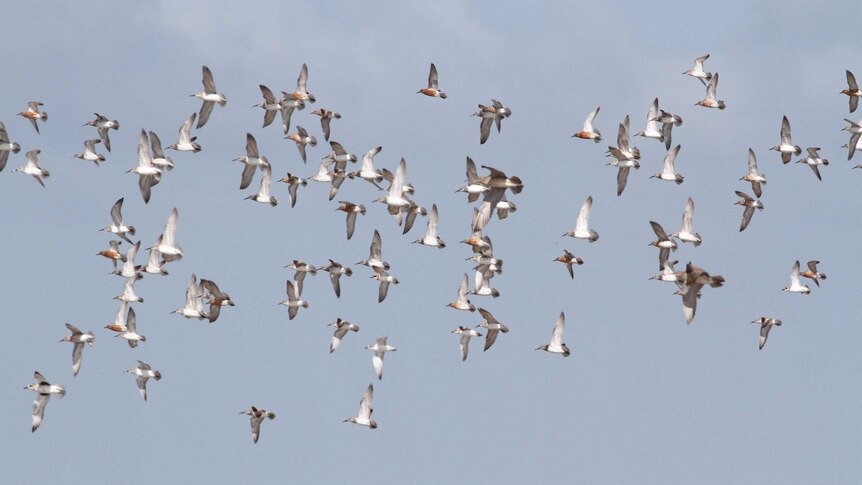 A flock of birds flying in the skies of the Gulf of Carpentaria