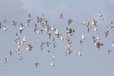 A flock of birds flying in the skies of the Gulf of Carpentaria