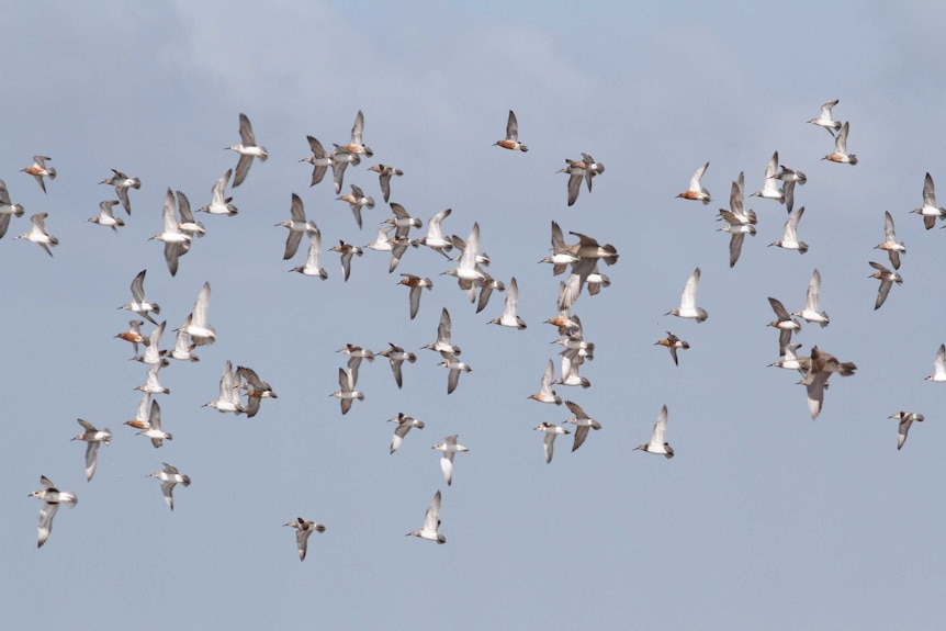 A flock of birds flying in the skies of the Gulf of Carpentaria