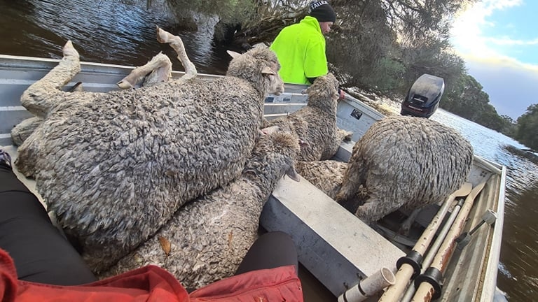 Farmer Chris Ayres sits in a small boat with about five sheep that he has saved from floodwaters