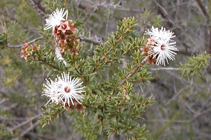 White, spikey-looking flowers on a pale-green shrub