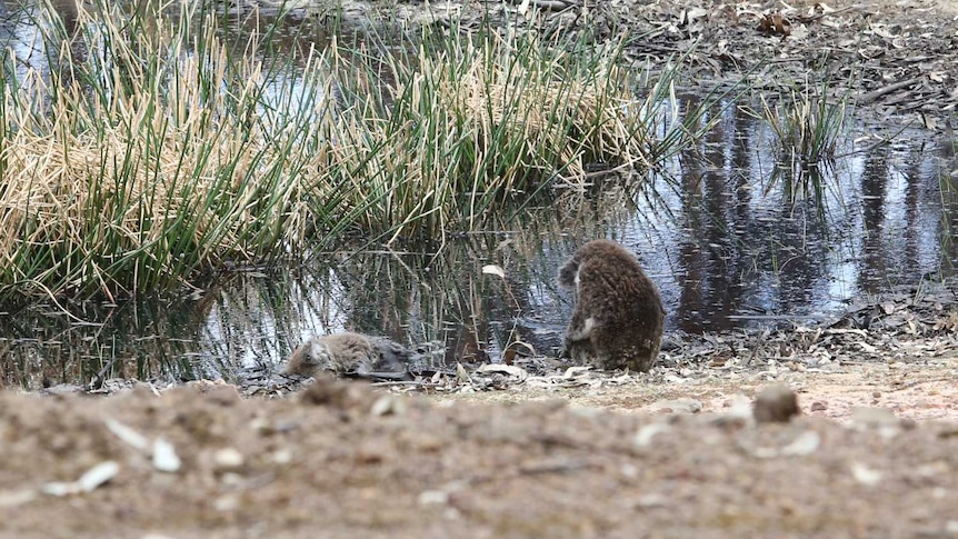 Rescued koala on Kangaroo Island