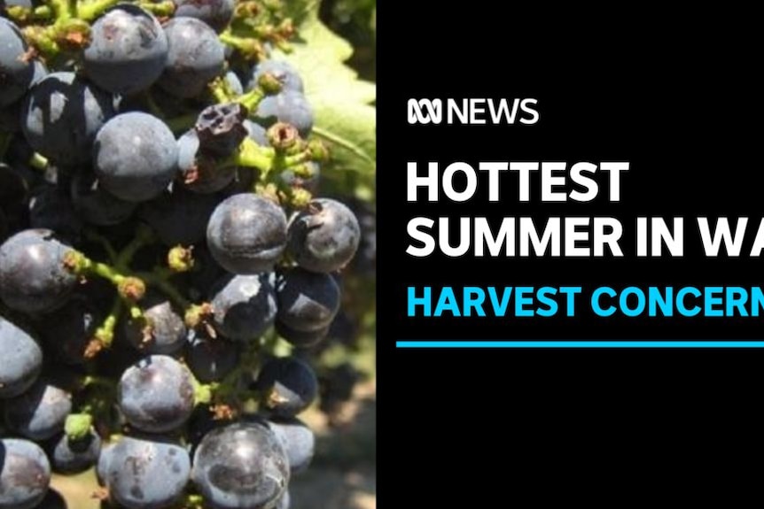Hottest Summer in WA, Harvest Concerns: A bunch of dark grapes ripe on a vine.