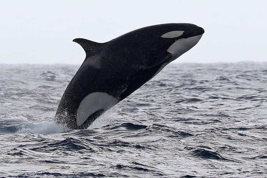 A killer whale breaches the surface of the sea.