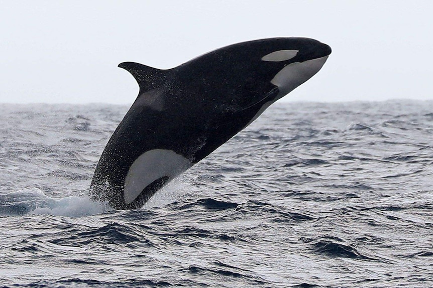 Orca leaps from the water.