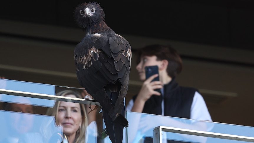 An eagle looks on Optus Stadium in the stands at the West Coast-St Kilda AFL match.