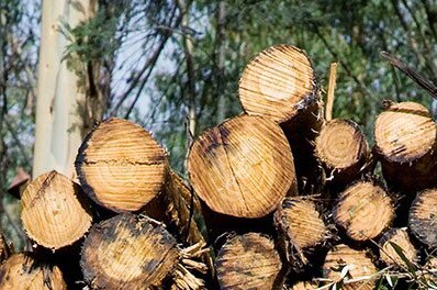FSC Controlled Wood logs in a pile, Tasmania.