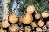 FSC Controlled Wood logs in a pile, Tasmania.
