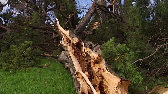 Tree uprooted because of strong winds in Melbourne