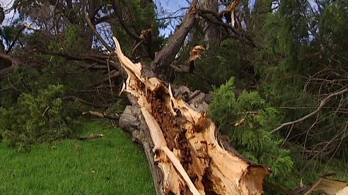 Tree uprooted in winds