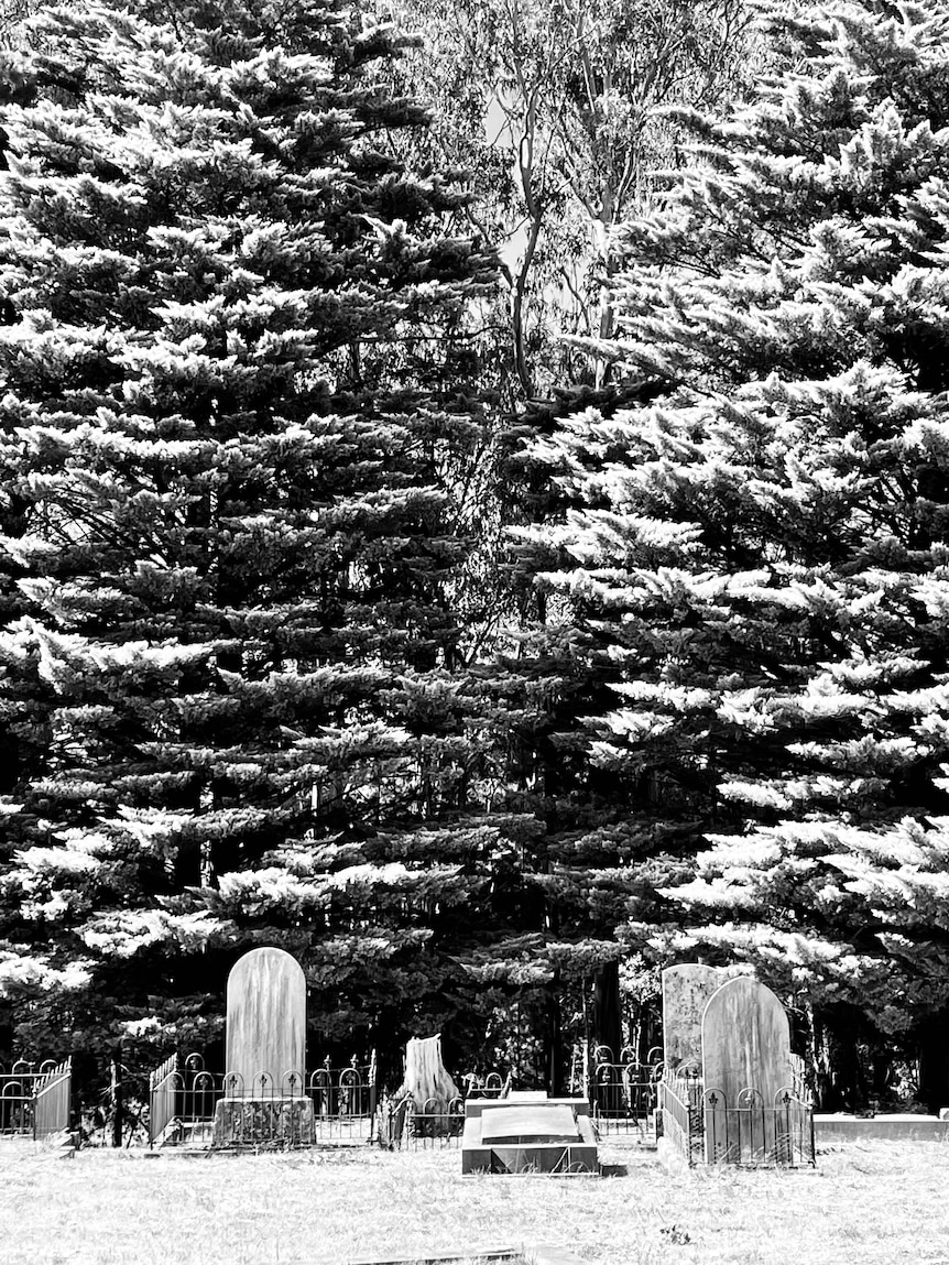 graves with trees in the background