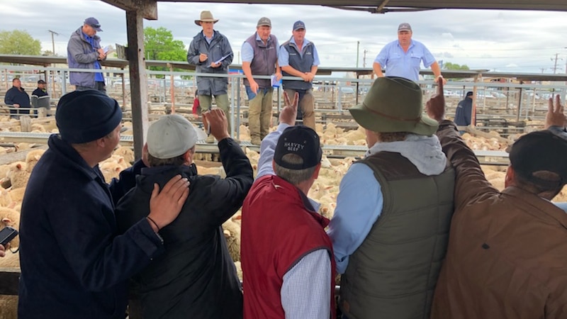 Buyers at auction at the old Ballarat saleyards in Victoria.