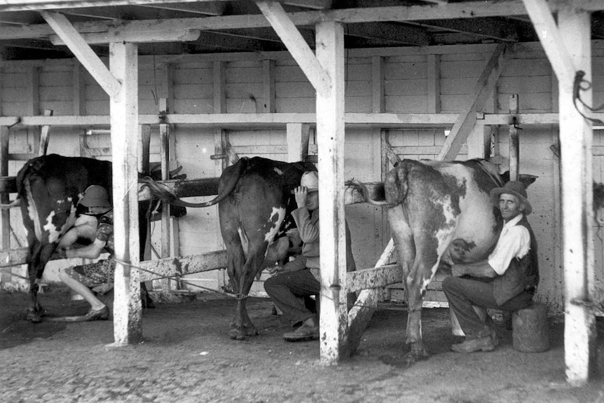 The Troy family milking on their Kameruka Estate dairy