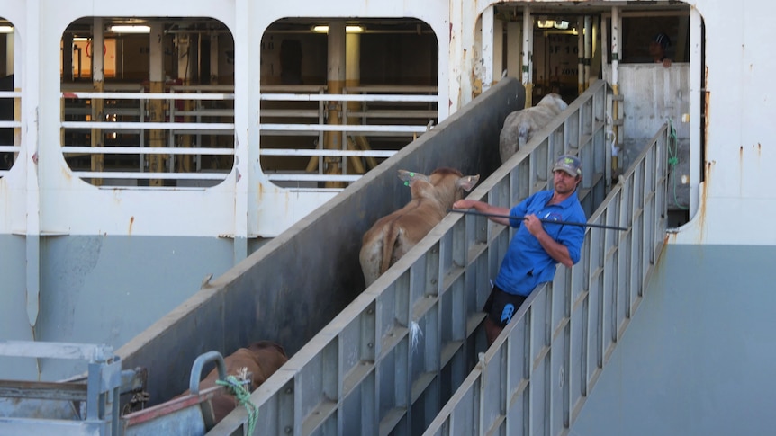 cattle being loaded onto a boat.