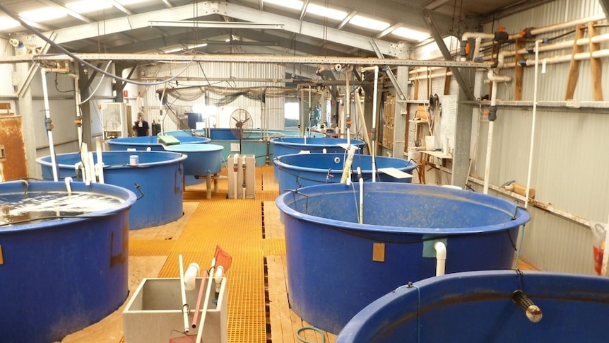 exmouth prawn facility