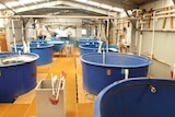 exmouth prawn facility