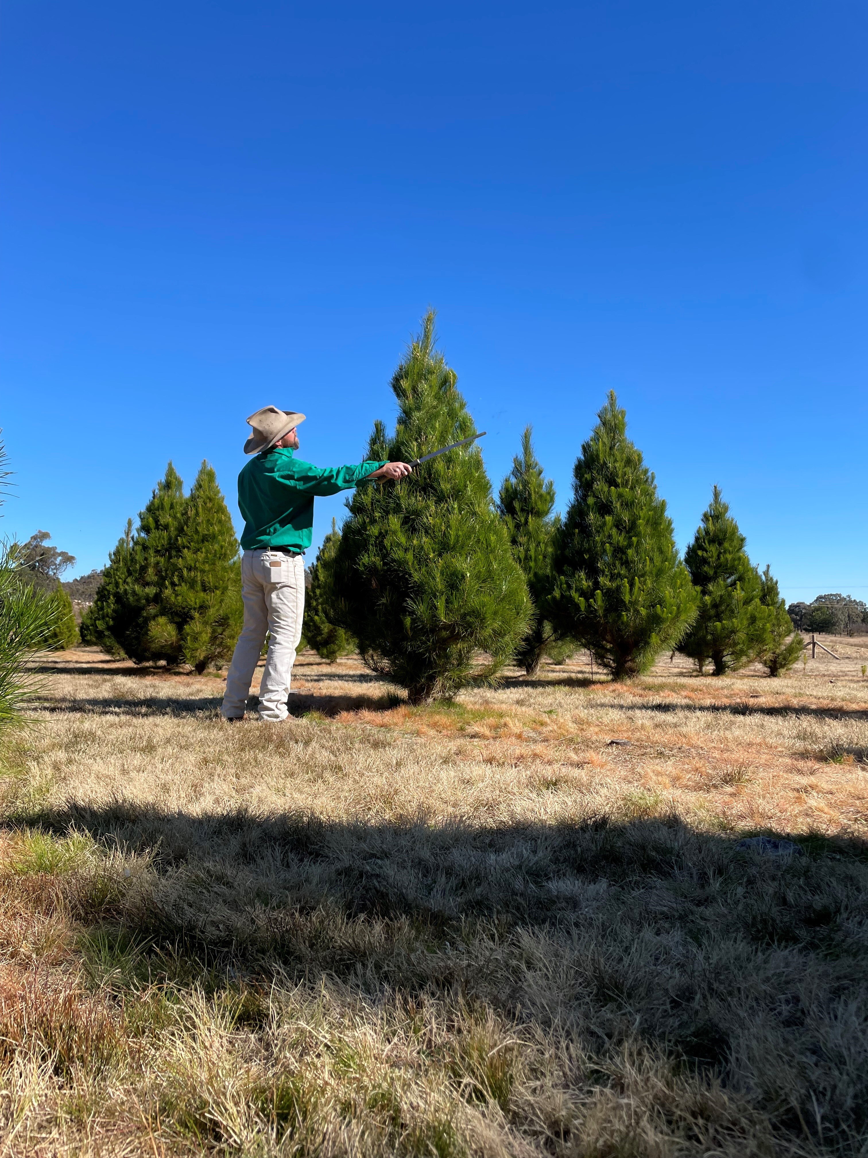 Brad Fraser pruning his Christmas trees