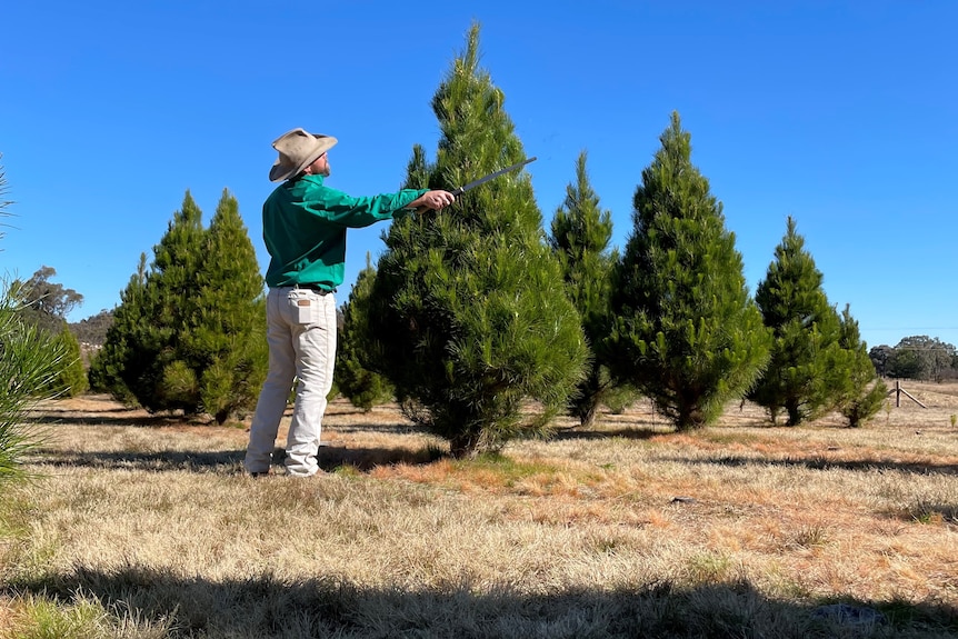 Brad Fraser pruning his Christmas trees