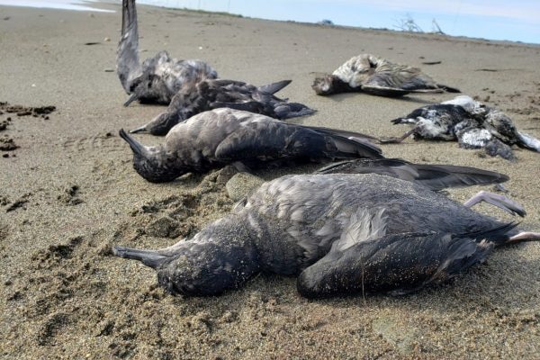 Dead mutton birds lie on a beach.
