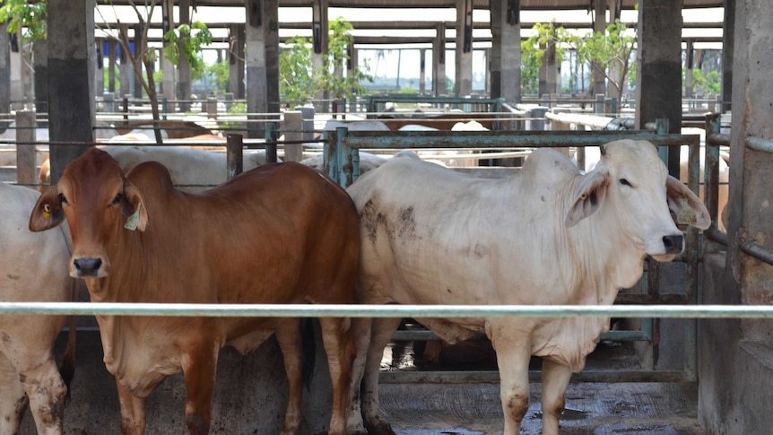 Indonesian feedlot