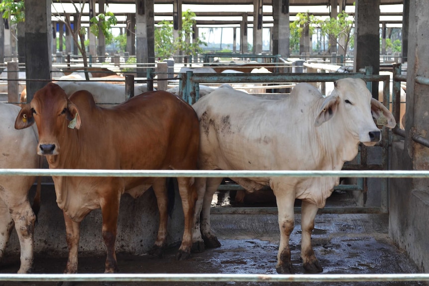 Indonesian feedlot