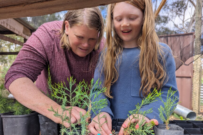 Sarah Plush and her 9-year-old daughter Emma look at Christmas trees in their makeshift nursery. 