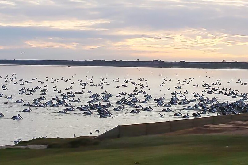 Lots of pelicans near the shore of an inland lake