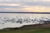 Pelicans at Lake Bonney