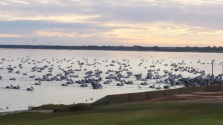 Pelicans at Lake Bonney