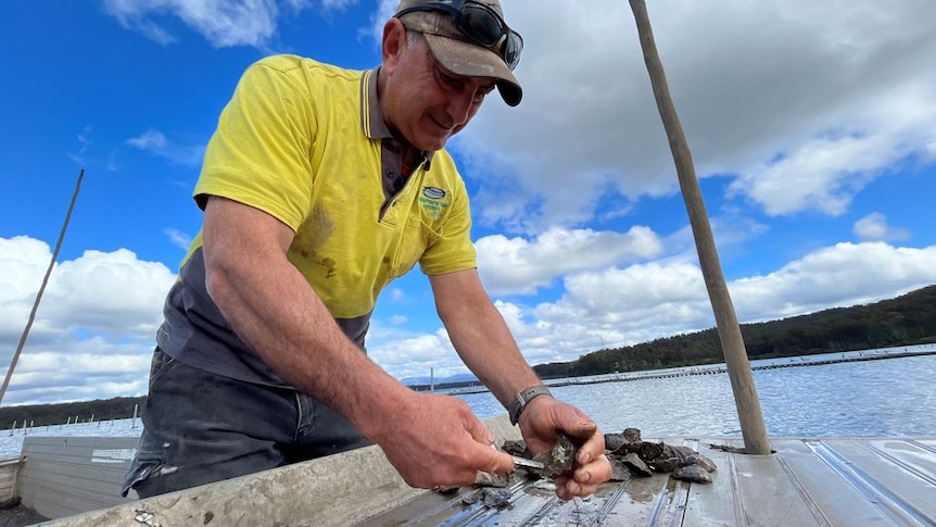 Farmer training to be the next oyster shucking world champion