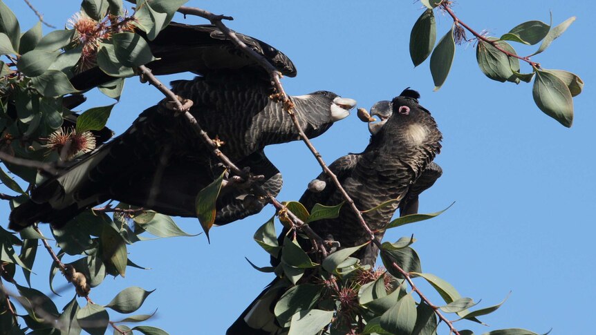 Two Carnaby's cockatoos share a nut.