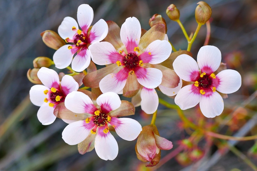 Five pink flowers