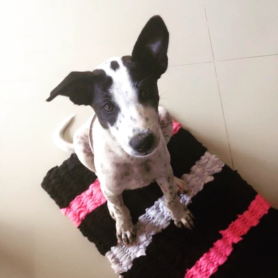 black and white puppy looking at camera