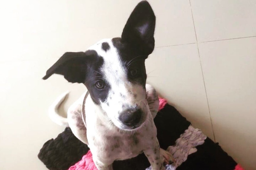 black and white puppy looking at camera