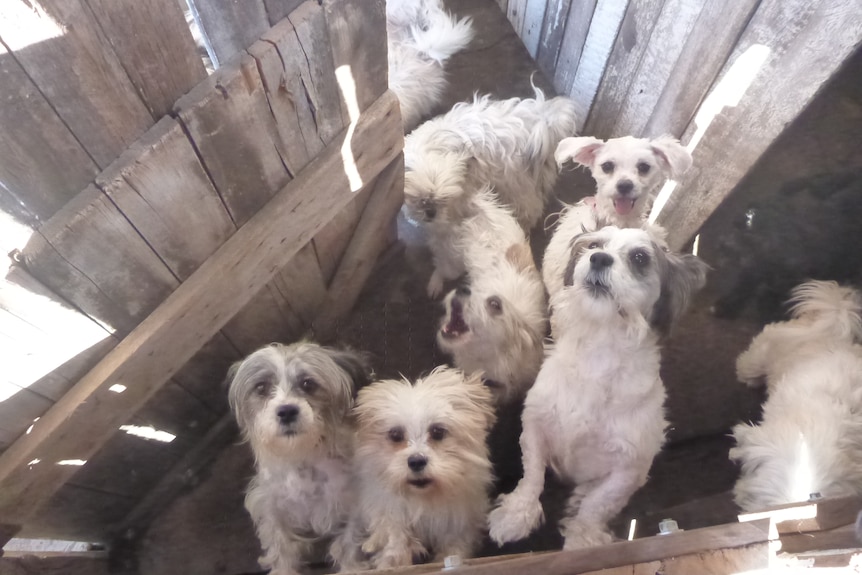 White fluffy dogs looking at the camera