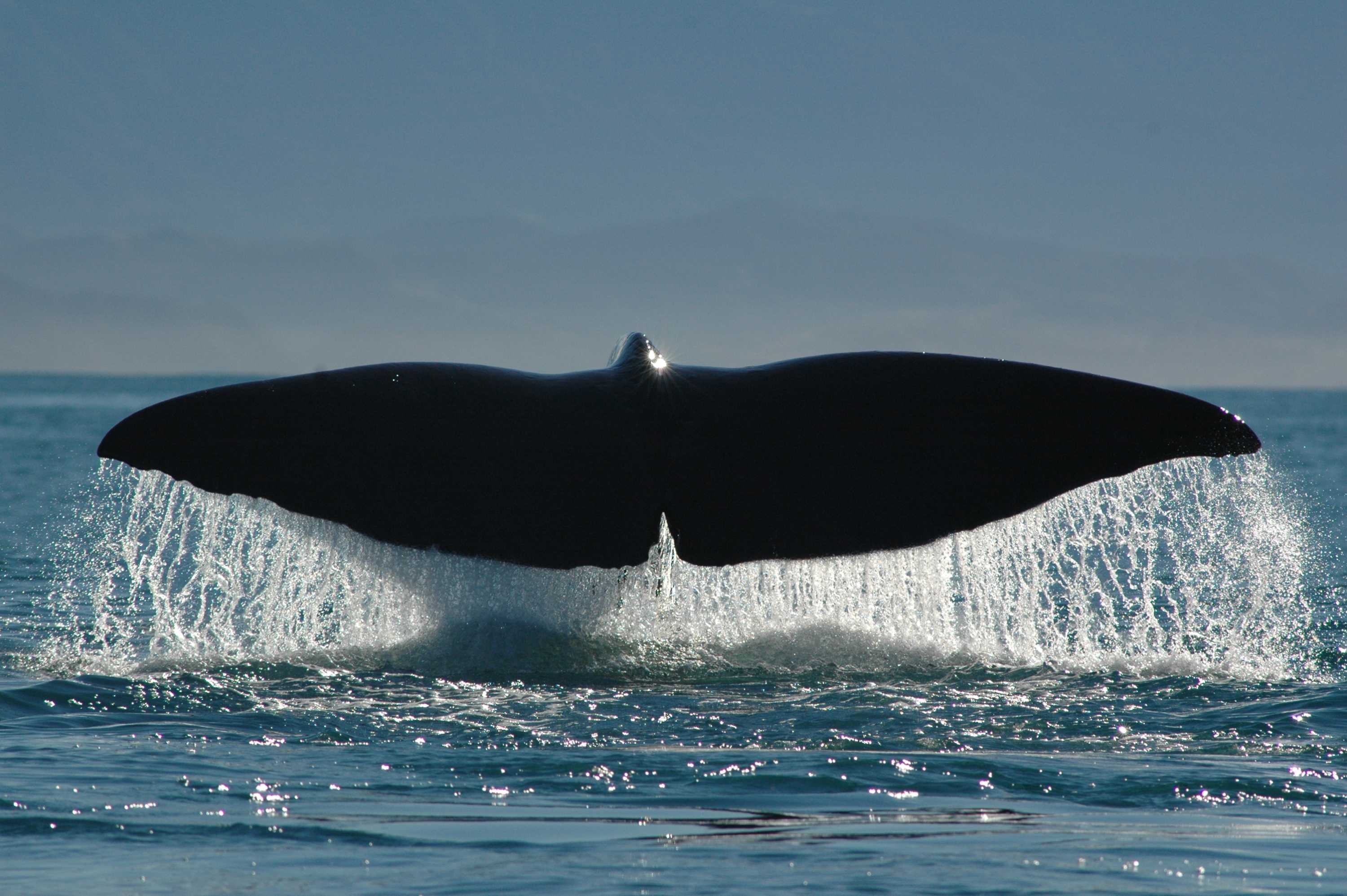 The sperm whale's clicking tale
