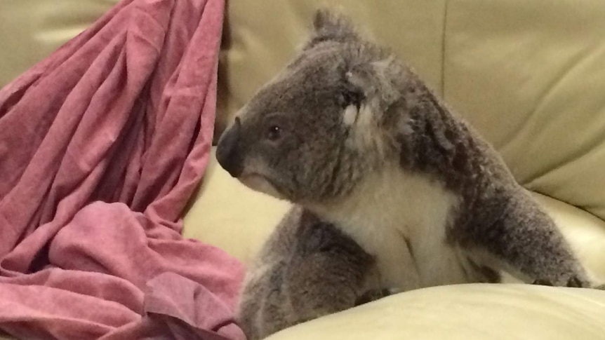 Koala on the couch at Soldiers Point