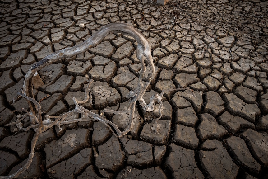 The roots of a branch photographed against the cracked, dry earth. 