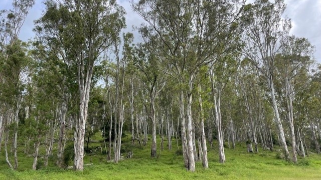 A copse of trees abutting a green field.