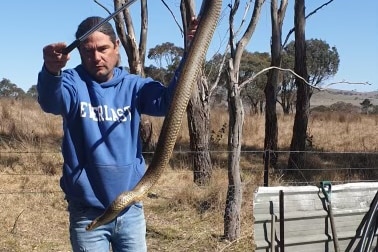 A man lifts a large snake into the air as he moves it into a safety bin. 