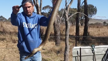 A man lifts a large snake into the air as he moves it into a safety bin. 