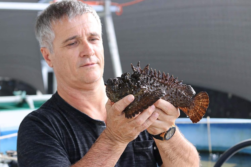 Associate Professor Jamie Seymour from the Australian Institute of Tropical Medicine in far north Queensland holds a stonefish.