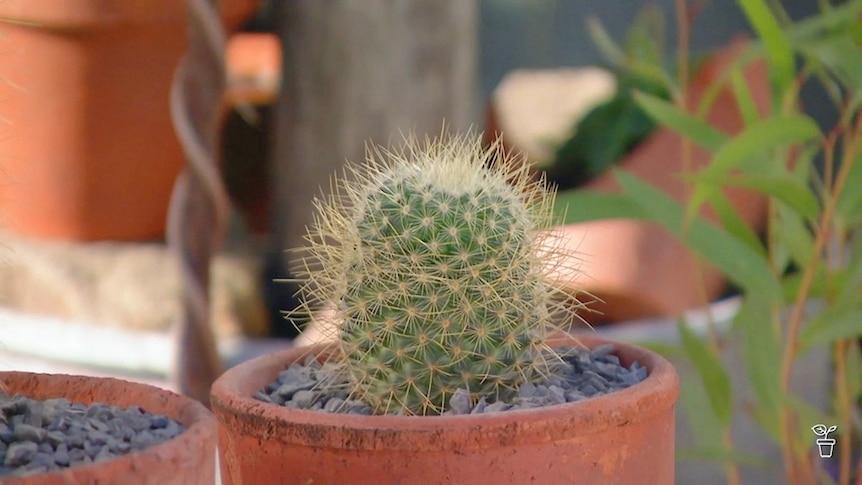 Cactus growing in a pot.