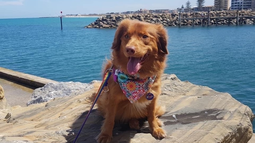A brown dog wearing a bandana around its neck standing by the seafront