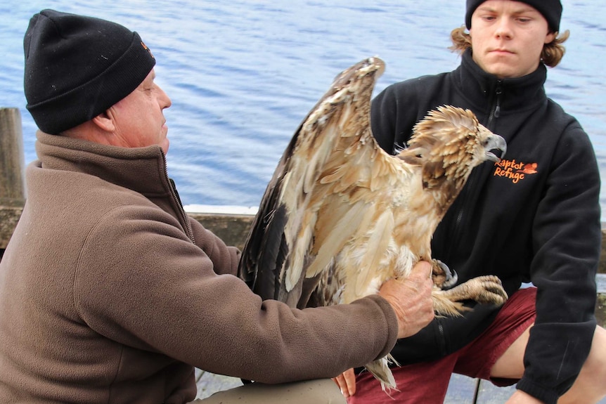 Sea eagle being held by a man on a dock before release, Tasmania, April 2020.