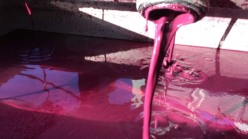 A thick, purple liquid is piped into a bin. It's called free-run juice and is the result of up to 14 days of fermentation.