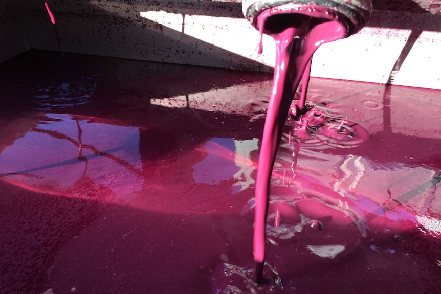 A thick, purple liquid is piped into a bin. It's called free-run juice and is the result of up to 14 days of fermentation.