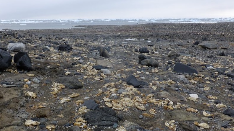 Mummified penguins are clues to a cataclysmic climate event about 200 years ago.