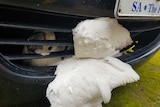 Pretzel the cockatoo survives trip in car grille