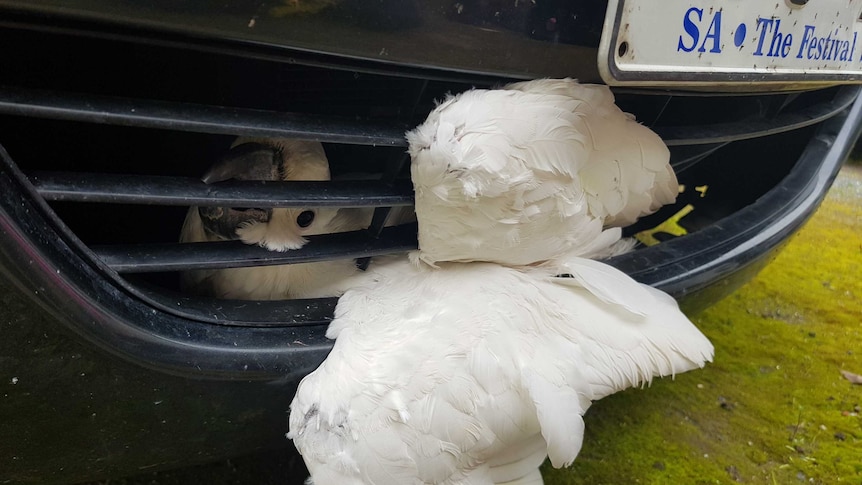 Pretzel the cockatoo survives trip in car grille